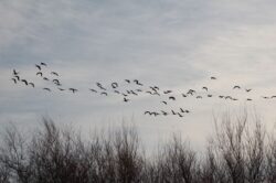 geese-2-7