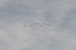 geese-21-5-2