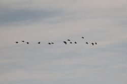 geese-2i