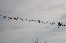geese-81-2