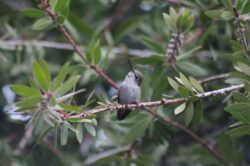 hummingbird-1073-copy-copy