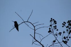 hummingbird-1099-copy-copy