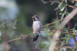 hummingbird-2619-copy-copy