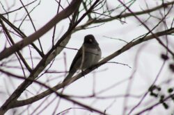 junco-5