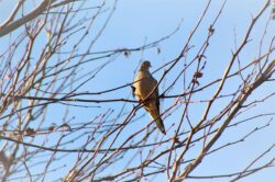 mourning-dove