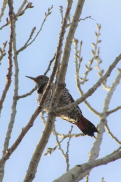 northern-flicker-13