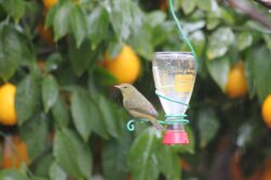 orange-crowned-warbler-fg-copy