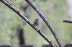ruby-crowned-kinglet-11-2