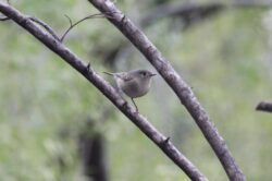 ruby-crowned-kinglet-12-2
