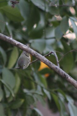 ruby-crowned-kinglet-184