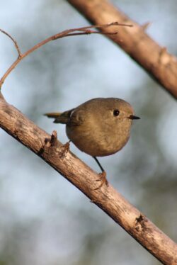 ruby-crowned-kinglet-8-2
