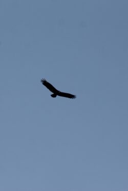 turkey-vulture-34