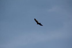 turkey-vulture-388
