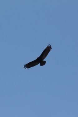 turkey-vulture-39