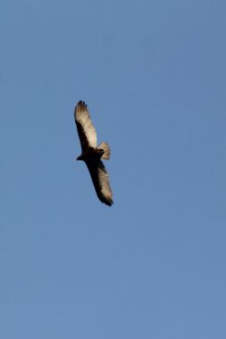 turkey-vulture-44