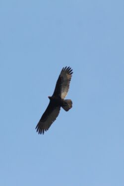 turkey-vulture-53