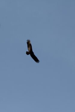 turkey-vulture-55