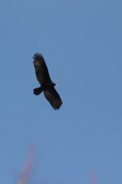 turkey-vulture-57