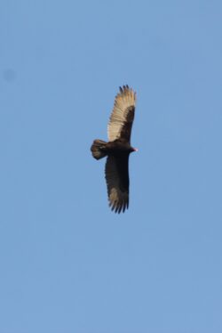 turkey-vulture-59
