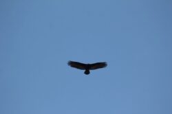 turkey-vulture-6p