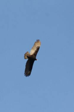 turkey-vulture-70