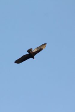 turkey-vulture-72