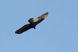 turkey-vulture-74