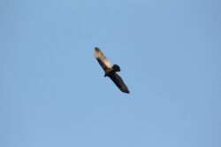 turkey-vulture-75-2