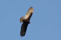 turkey-vulture-75