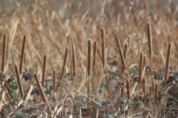 flower-024-copy-copy