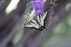 butterfly-70-2