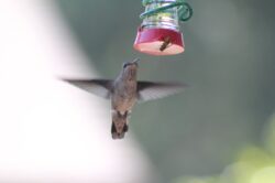 hummingbird-1-8