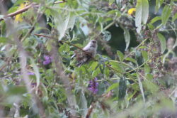 hummingbird-1-35-copy