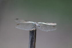 dragonfly-1-10