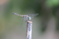 dragonfly-1-3-2