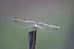 dragonfly-19