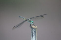dragonfly-39
