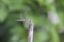 dragonfly-41