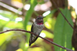 hummingbird-118-2