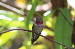 hummingbird-134