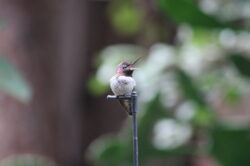 hummingbird-274-3