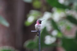hummingbird-276