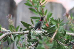 hummingbird-286