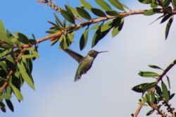 hummingbird-293