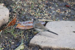 junco-3-4