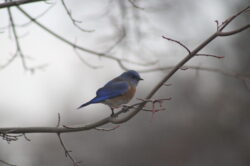 bluebird-2