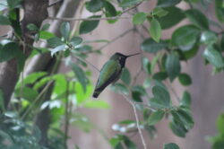 hummingbird-29-5