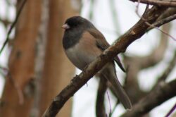 junco-10