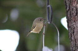 kinglet-15