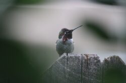 hummingbird-134-2